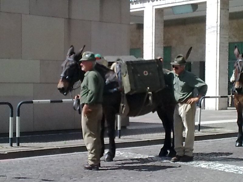 mulo1.jpg