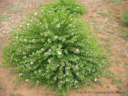 pantelleria_pianta_capperi.jpg