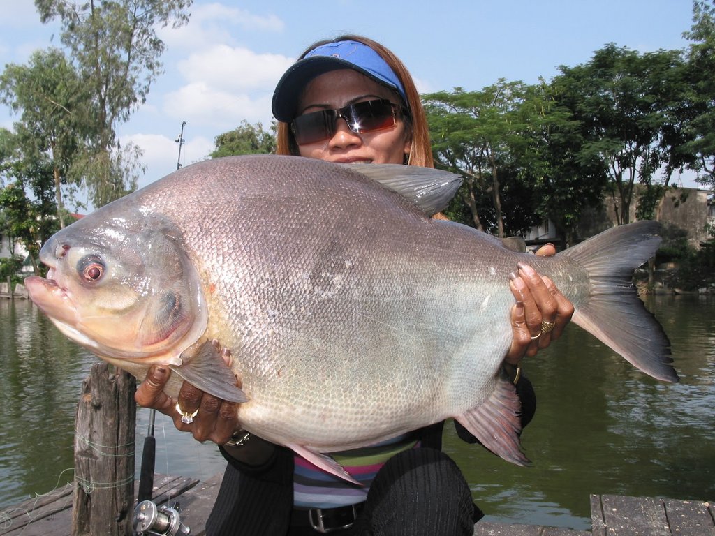 pacu Piaractus mesopotamicus.JPG