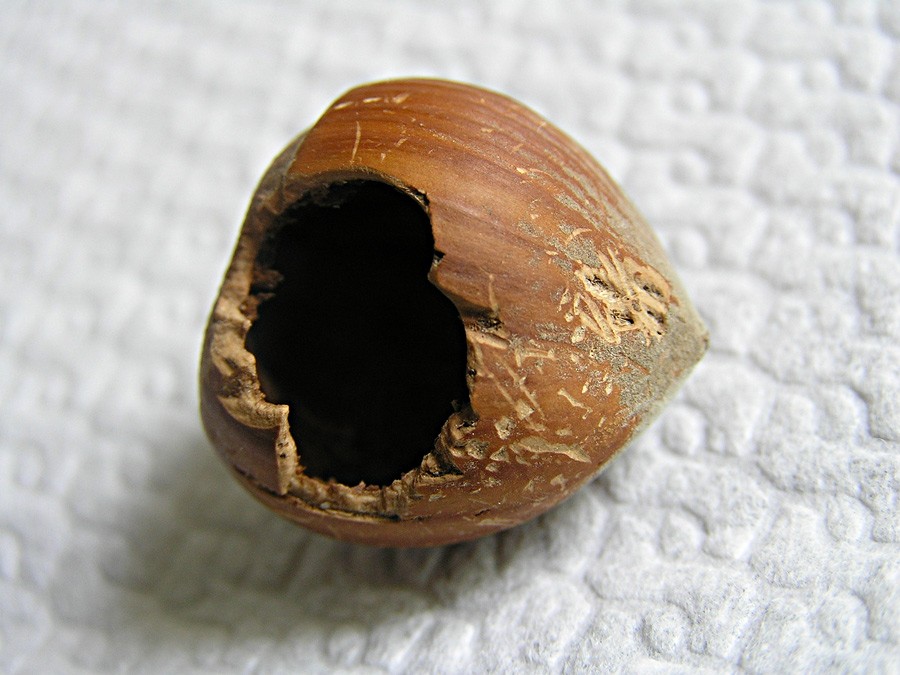 nocciola.jpg