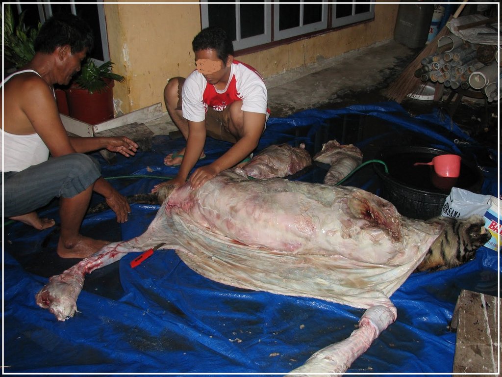 Poached tiger 2, WWF-ID.jpg