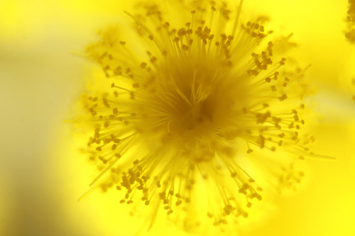 MIMOSA 1.jpg