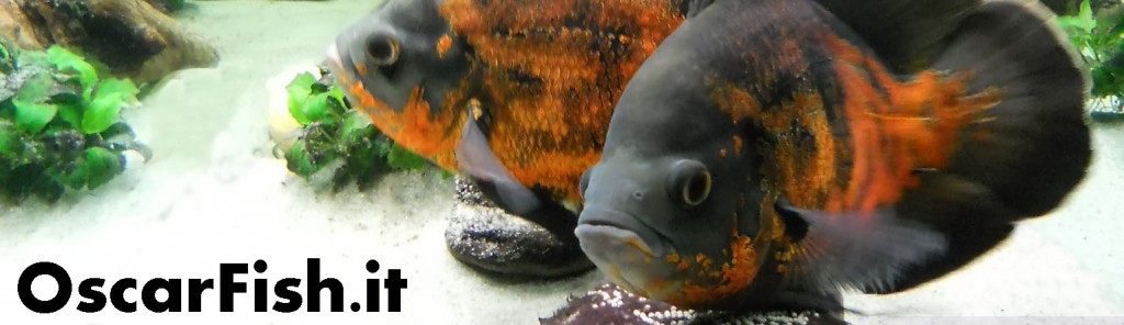 OscarFishHeader.jpg